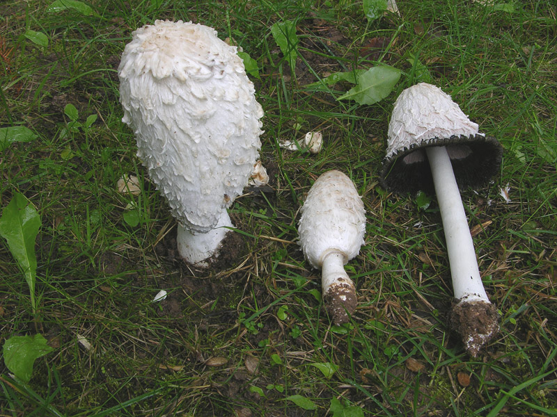 Coprinus comatus